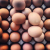 How to Boil an Egg
