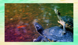 Screen Shot 2018-09-04 at 11.44.40